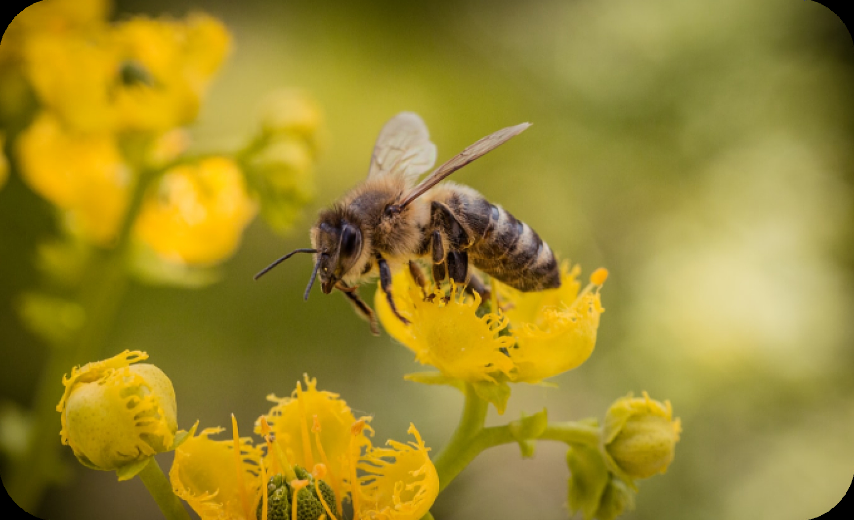 Corporate Social Responsibility