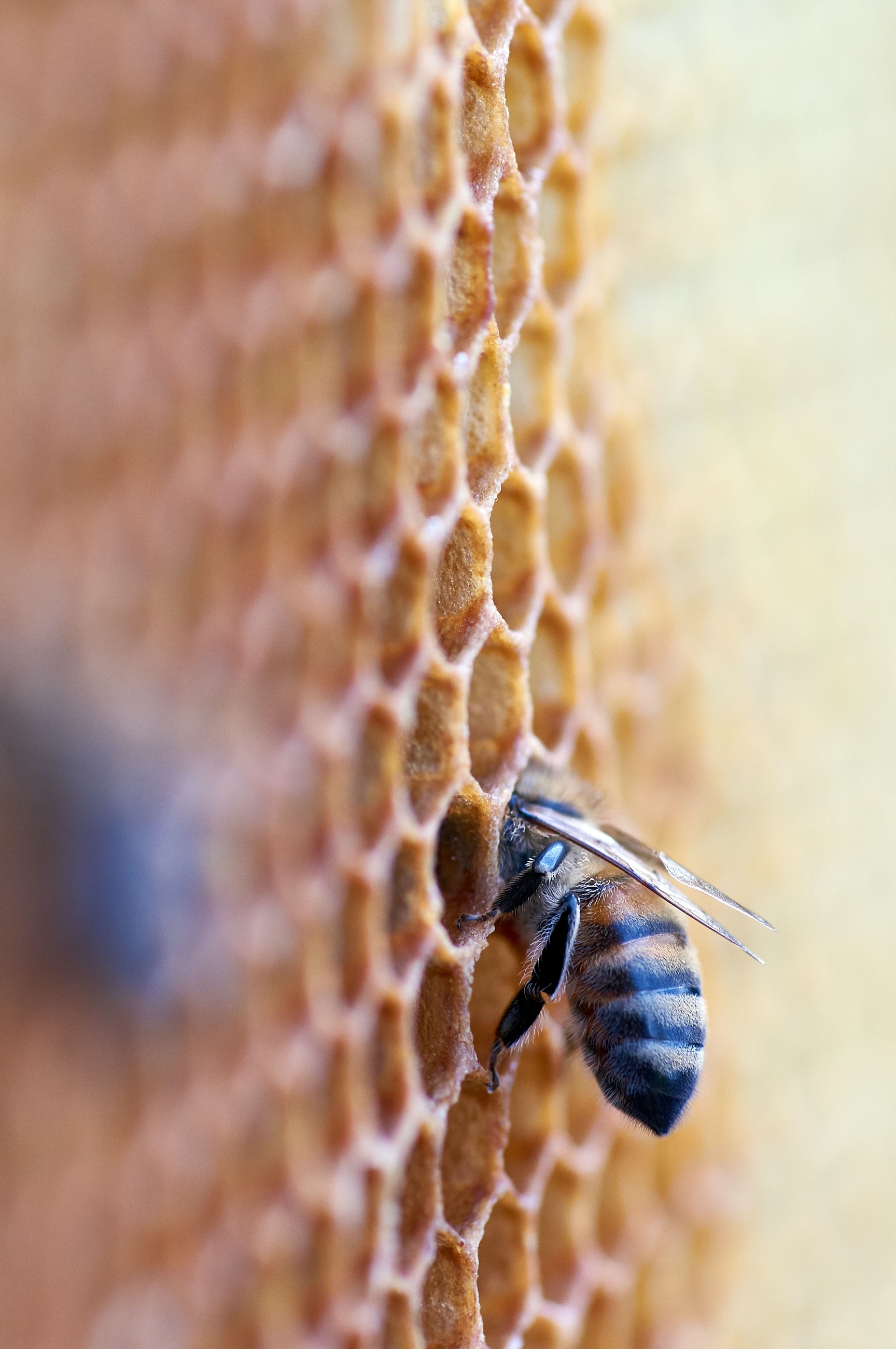 The shortest chain! The BEE honeycomb