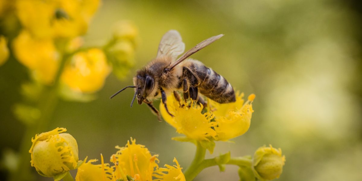 Corporate Social Responsibility